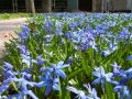 Blue flowers in lawn 3.jpg